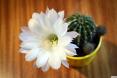 Zdjęcie kaktus-kwiat-zblizenie