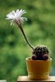 Zdjęcie kaktus-kwiat
